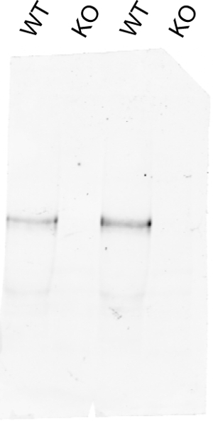 PSD93 Polyclonal rabbit antiserum - image 2