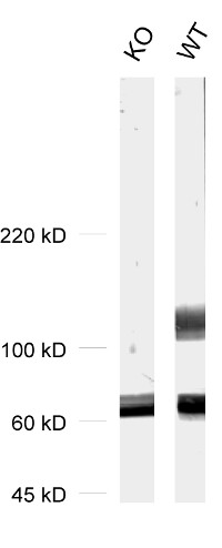 SAP102 Polyclonal rabbit antiserum - image 1