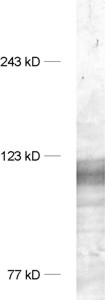 SAP97, Polyclonal rabbit antiserum