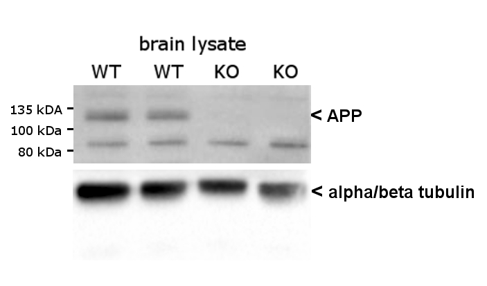 APP Polyclonal rabbit purified antibody - image 2
