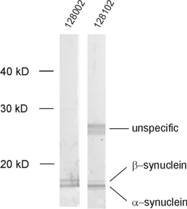 alpha/beta Synuclein Polyclonal rabbit antiserum - image 1