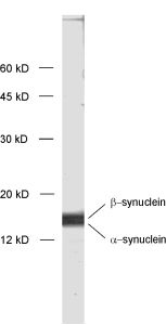 alpha/beta Synuclein Polyclonal rabbit purified antibody - image 1