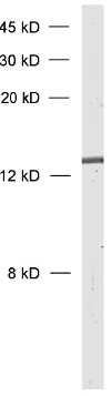 alpha/beta Synuclein Polyclonal Guinea pig antiserum - image 1