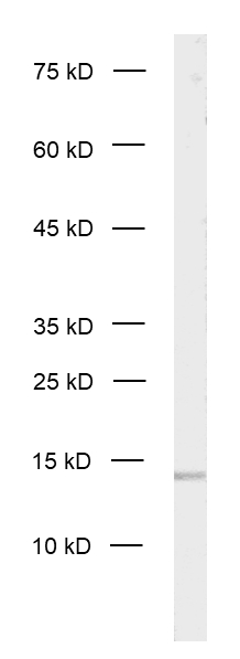 alpha Synuclein Recombinant rabbit - image 1