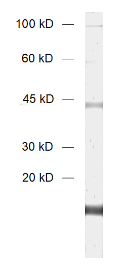 beta-Synuclein Polyclonal rabbit purified antibody - image 1