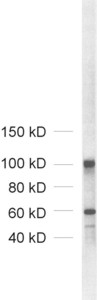 Neuroligin1/2/3/4, Monoclonal mouse purified IgG