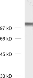 Neuroligin2 Polyclonal rabbit antiserum - image 1