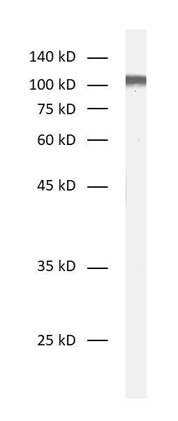 Neuroligin3 Recombinant rabbit - image 1