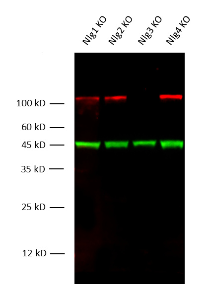 Neuroligin3, Recombinant rabbit