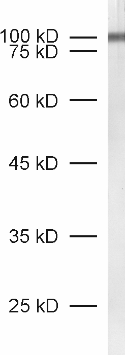 Neuroligin2 Recombinant Guinea pig - image 1