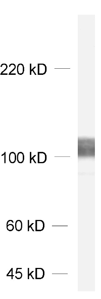 Neuroligin1/2/3/4, Monoclonal mouse purified IgG