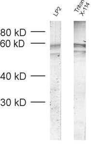 VGAT, Polyclonal rabbit antiserum