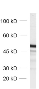 GFP, Polyclonal Guinea pig antiserum