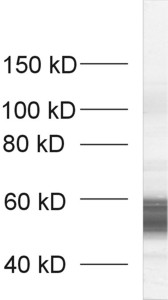 VGLUT1 Polyclonal rabbit antiserum - image 1