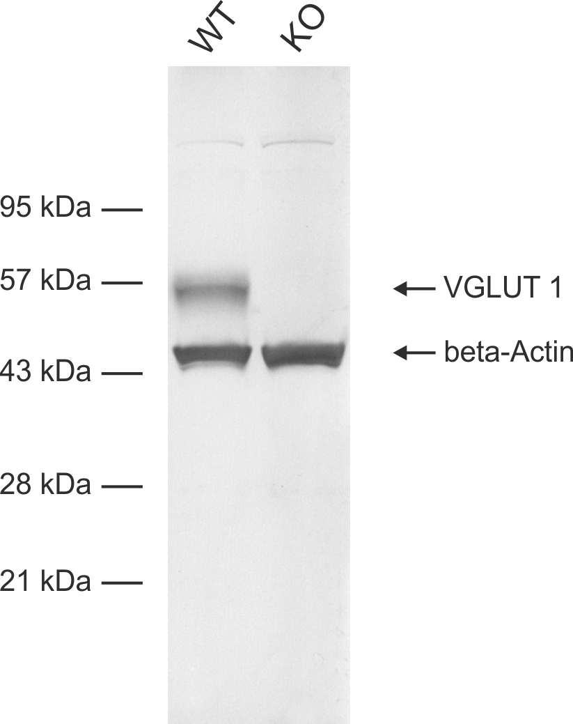 VGLUT1 Recombinant rabbit - image 1