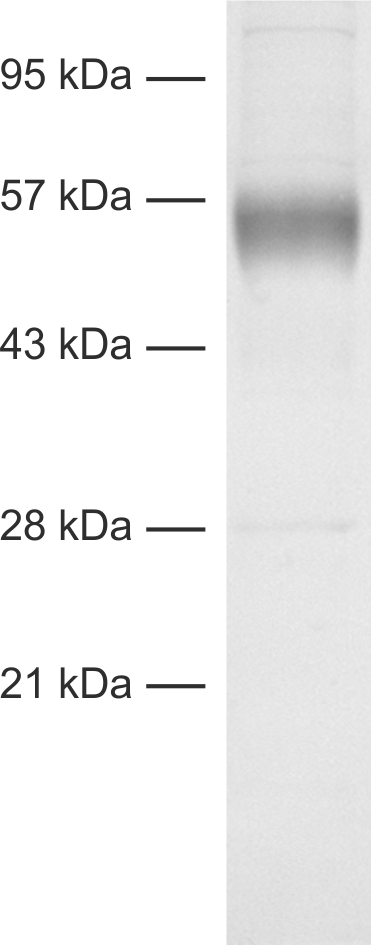 VGLUT1 Recombinant Guinea pig - image 1