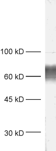 VGLUT2 Polyclonal rabbit antiserum - image 1