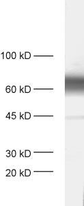 VGLUT2 Polyclonal chicken purified antibody - image 1