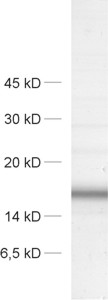 VAMP4 Polyclonal rabbit antiserum - image 1
