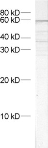 VPS45 Polyclonal rabbit antiserum - image 1