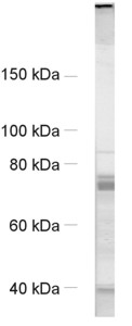 VMaT2, Polyclonal rabbit antiserum