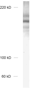 RIM1/2, Polyclonal Guinea pig purified antibody