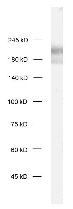 Rim1/2 Recombinant rabbit - image 1
