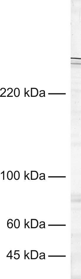 Bassoon Recombinant rabbit - image 1