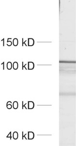 ERC2, Polyclonal rabbit purified antibody