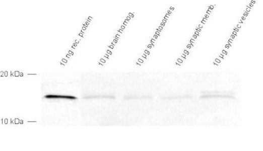 Snapin Polyclonal rabbit antiserum - image 1