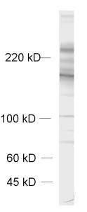 Ca2+ channel P/Q-type alpha-1A, Polyclonal Guinea pig purified antibody