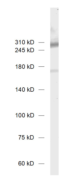 Ca2+ channel N-type alpha-1B Polyclonal rabbit purified antibody - image 1