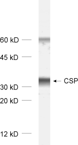 CSP Polyclonal Guinea pig antiserum - image 1