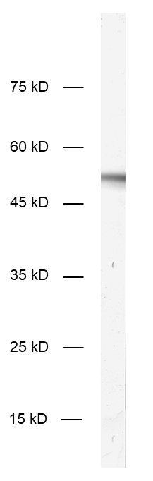 Arc Recombinant rabbit - image 1