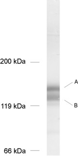 SynGAP, Polyclonal rabbit antiserum