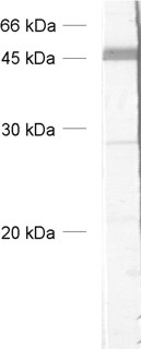 BoNT Polyclonal rabbit antiserum - image 1