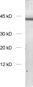 Endophilin1, Polyclonal rabbit antiserum