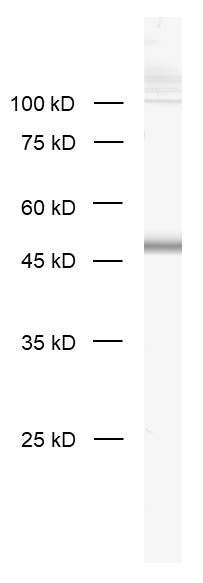 Homer1b/c Recombinant rabbit - image 1