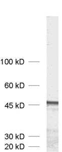 Homer1b/c Polyclonal rabbit antiserum - image 1