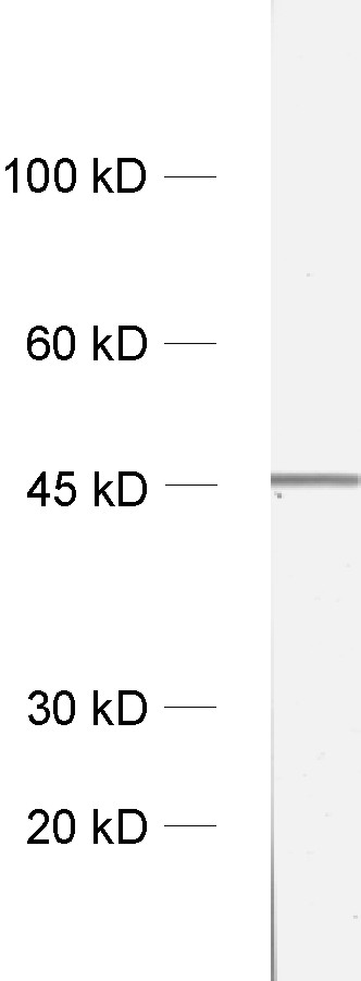 Homer1b/c, Polyclonal Guinea pig purified antibody