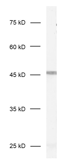 Homer1b/c Recombinant Guinea pig - image 1