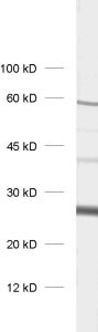 Caveolin1, Polyclonal rabbit antiserum