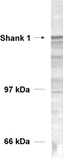 Shank1 Polyclonal rabbit antiserum - image 1