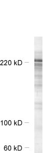 Shank1 Polyclonal rabbit purified antibody - image 1