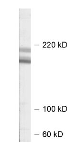 Shank2 Polyclonal rabbit antiserum - image 1