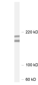 Shank2 Polyclonal Guinea pig antiserum - image 1