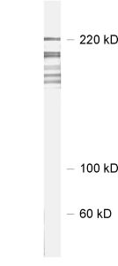 Shank3 Polyclonal Guinea pig antiserum - image 1