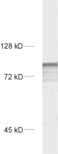 Synaptopodin Polyclonal rabbit antiserum - image 1