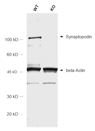 Synaptopodin Polyclonal rabbit antiserum - image 2