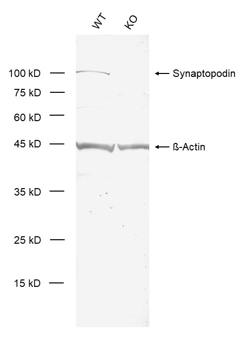 Synaptopodin Recombinant rabbit - image 1